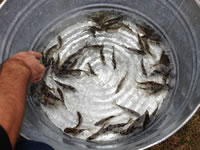 fish 10