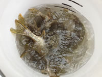 fish 11