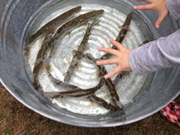 fish 14