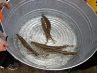 fish 18