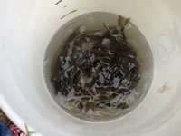 fish 8