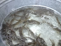 fish 9
